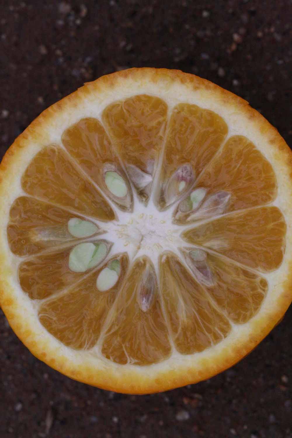              Fruit cross-section (Riverside, CA)       